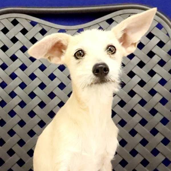 Jack, Adoptable, Puppy Male Chihuahua.