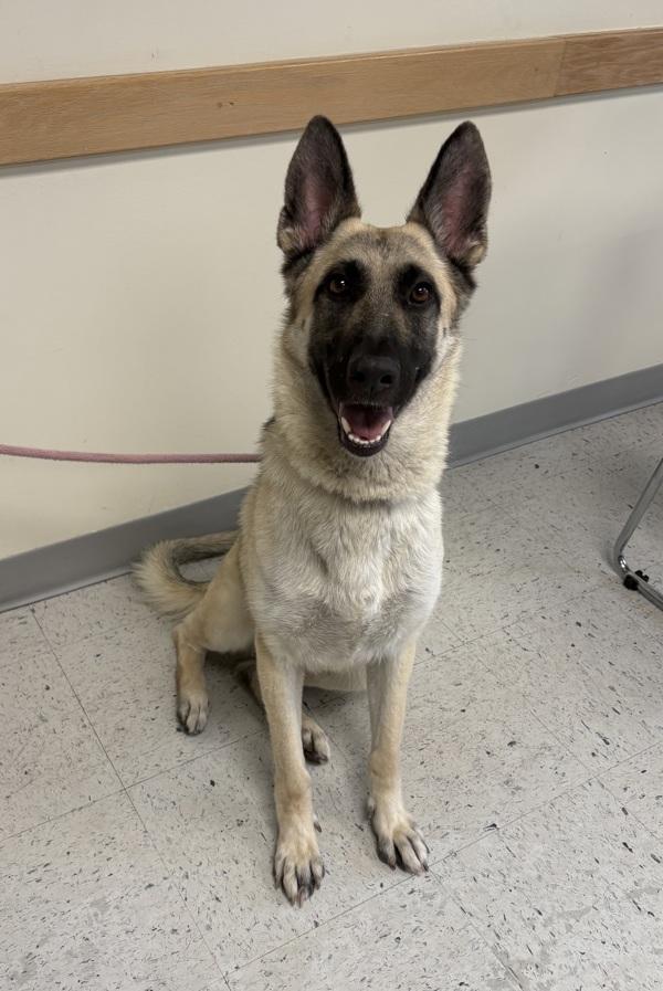 *Olivia*, Adoptable, Adult Female German Shepherd Dog.