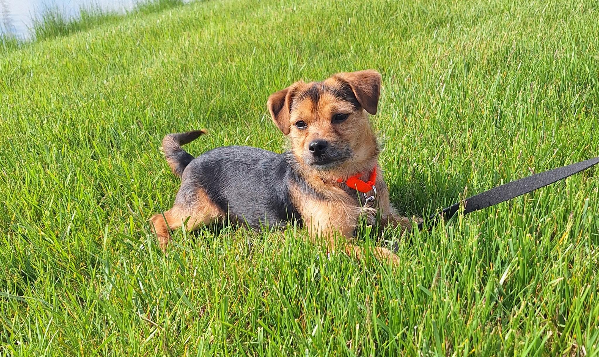 Pongo, a ADOPTABLE mixed breed in Whitestown, IN image 3/5