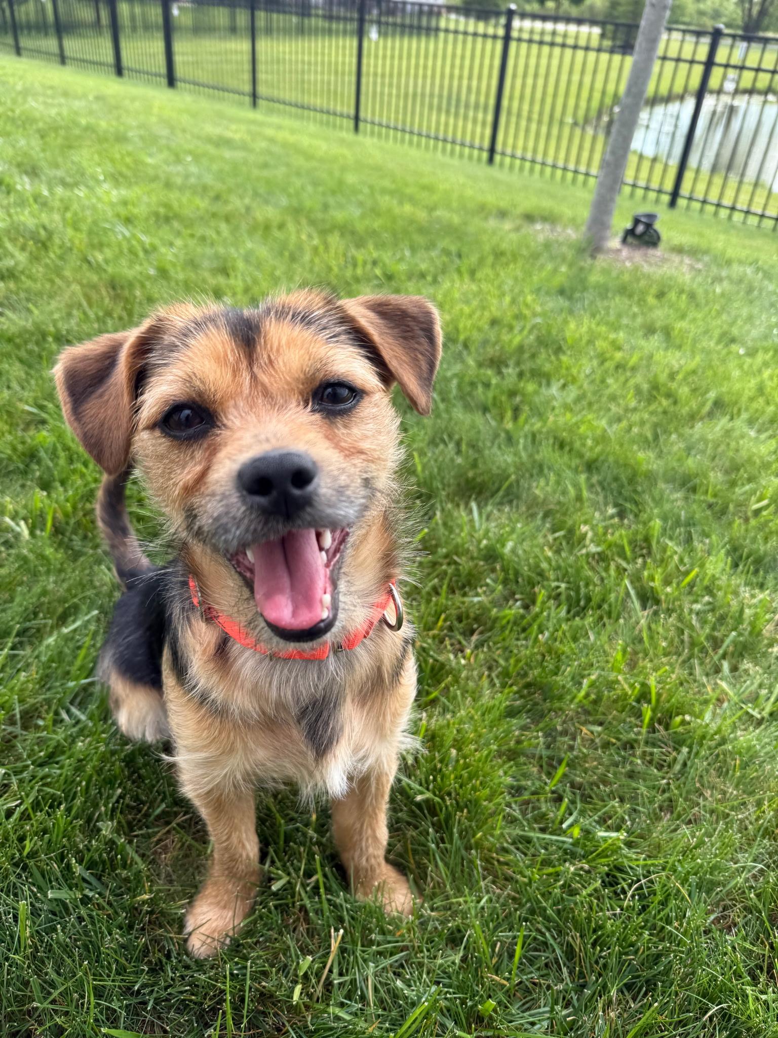 Pongo, a ADOPTABLE mixed breed in Whitestown, IN image 4/5