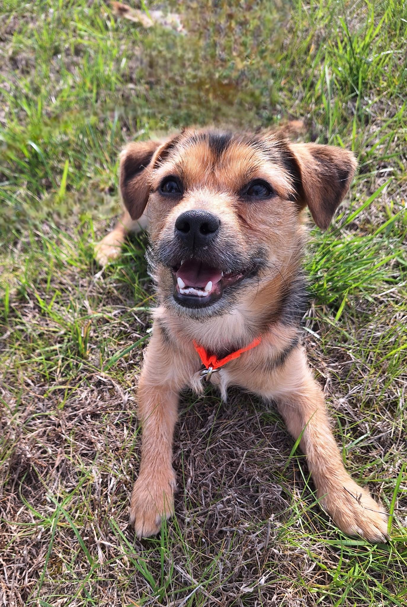Pongo, a ADOPTABLE mixed breed in Whitestown, IN image 5/5
