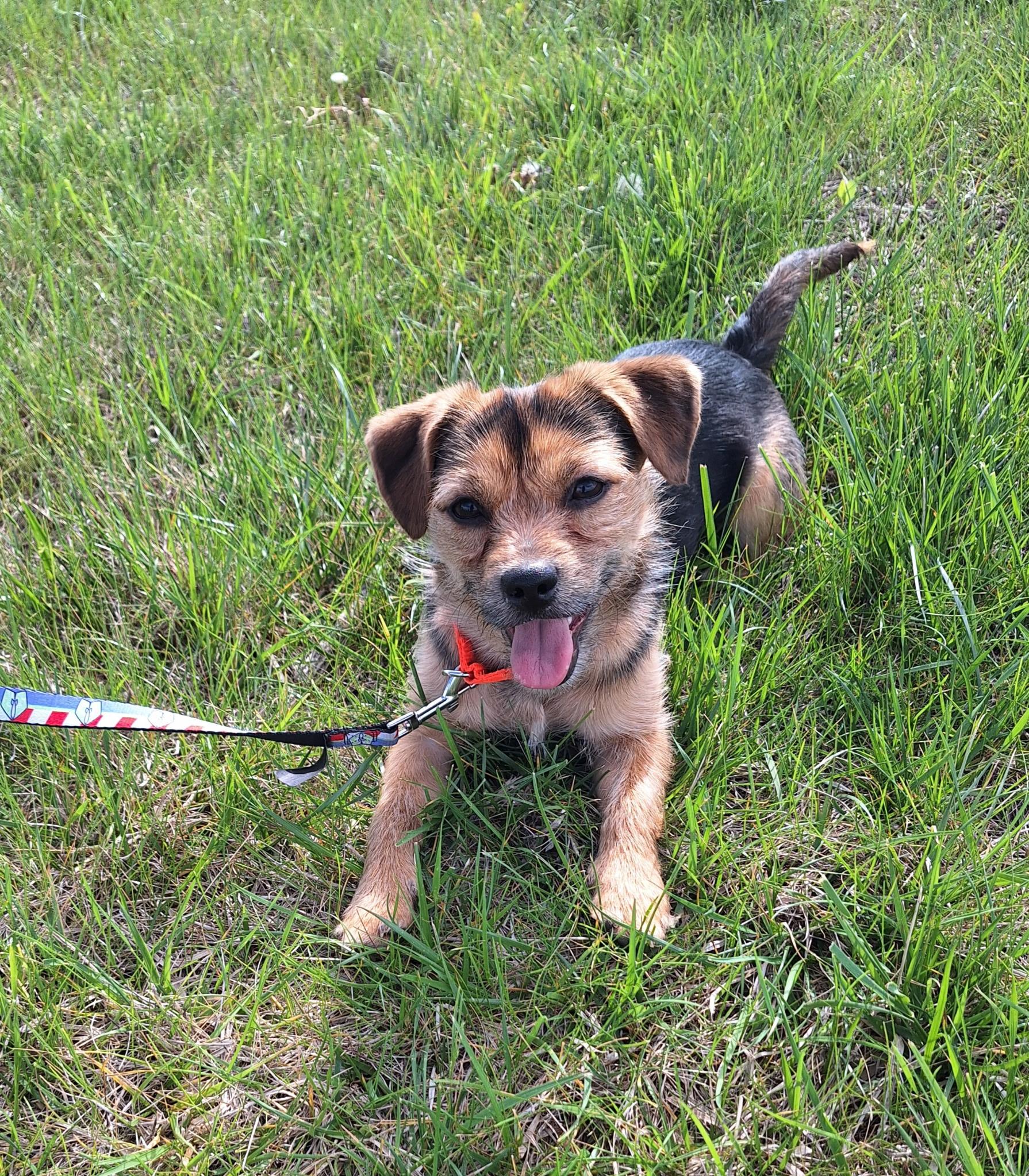 Pongo, ADOPTABLE, Young Male Yorkshire Terrier.
