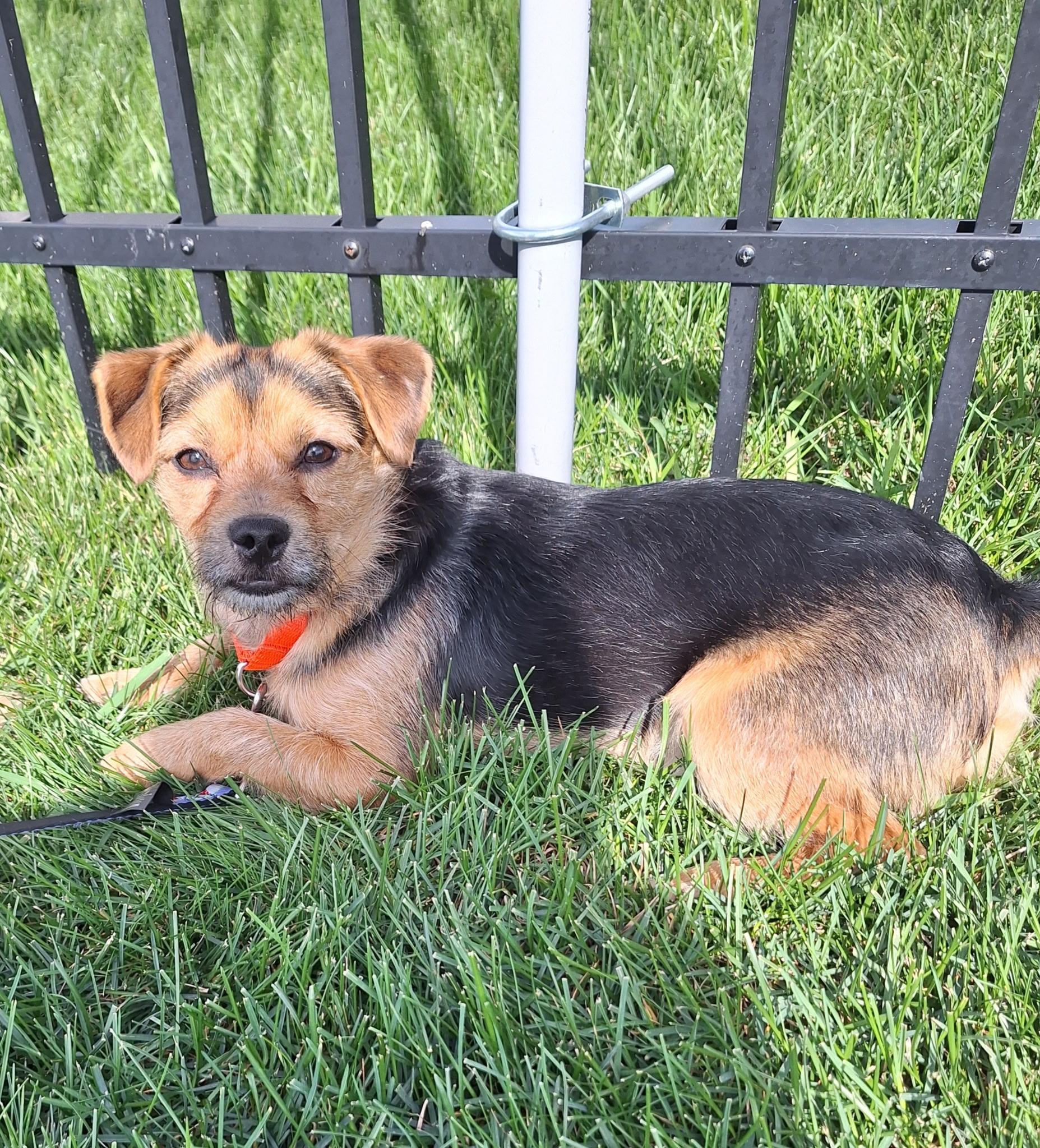 Pongo, a ADOPTABLE mixed breed in Whitestown, IN image 2/5