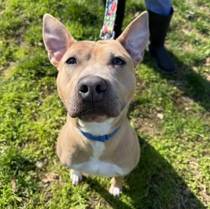 Nova, Adoptable, Adult Female Pit Bull Terrier & Mixed Breed.