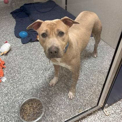 Enlarge Nova, a Adoptable mixed breed in Voorhees, NJ image 2/2