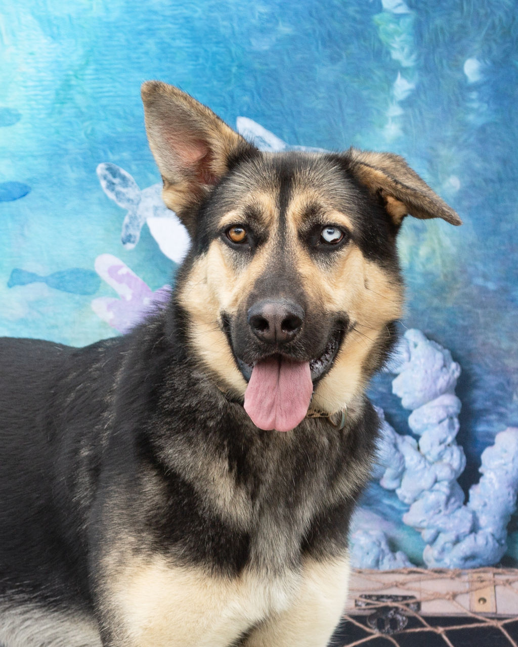 *Fox, Young Female German Shepherd Dog