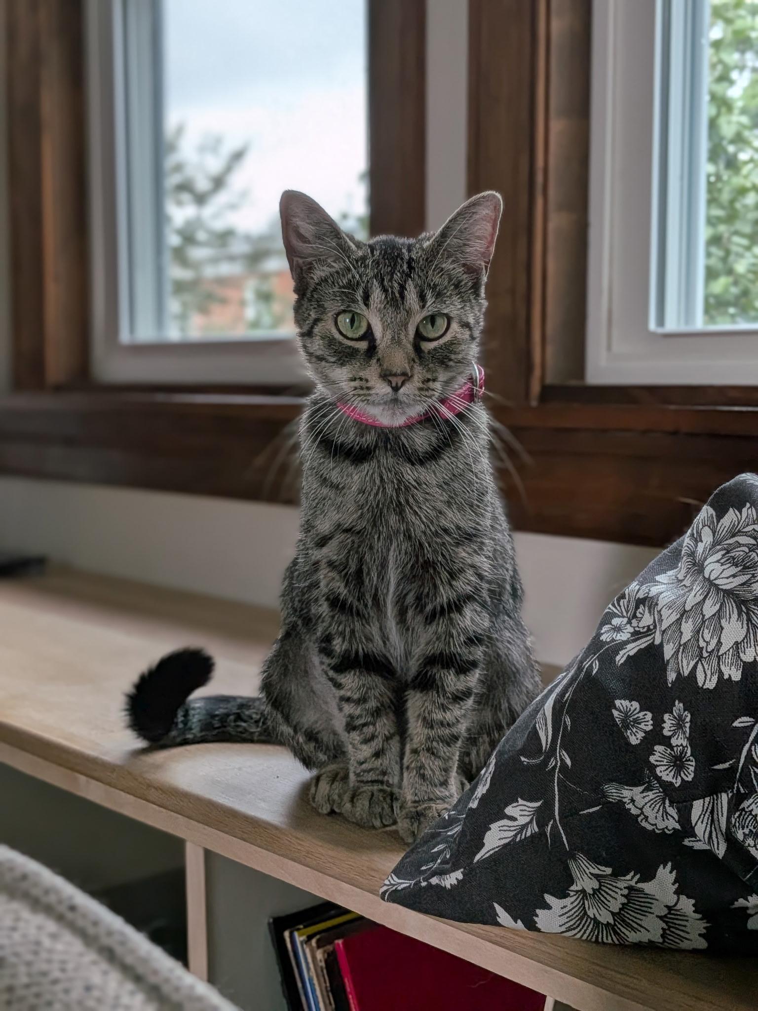 Enlarge Demi, a Adoptable Tabby in Bear, DE image 1/4