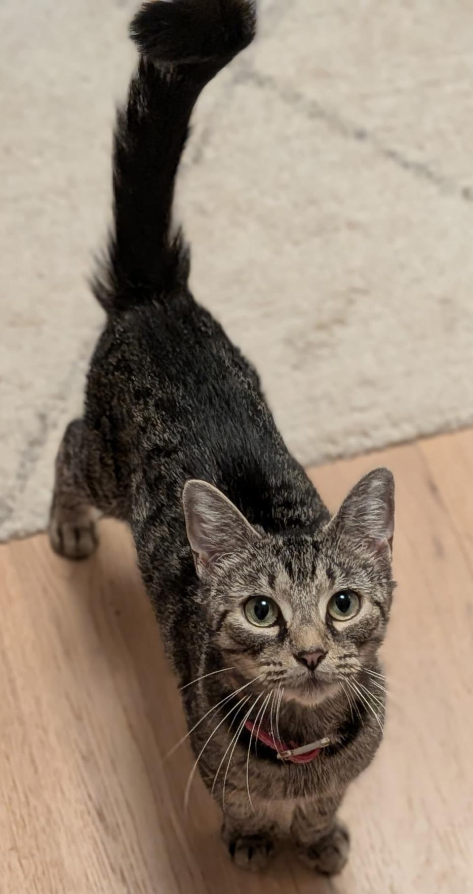 Enlarge Demi, a Adoptable Tabby in Bear, DE image 2/4
