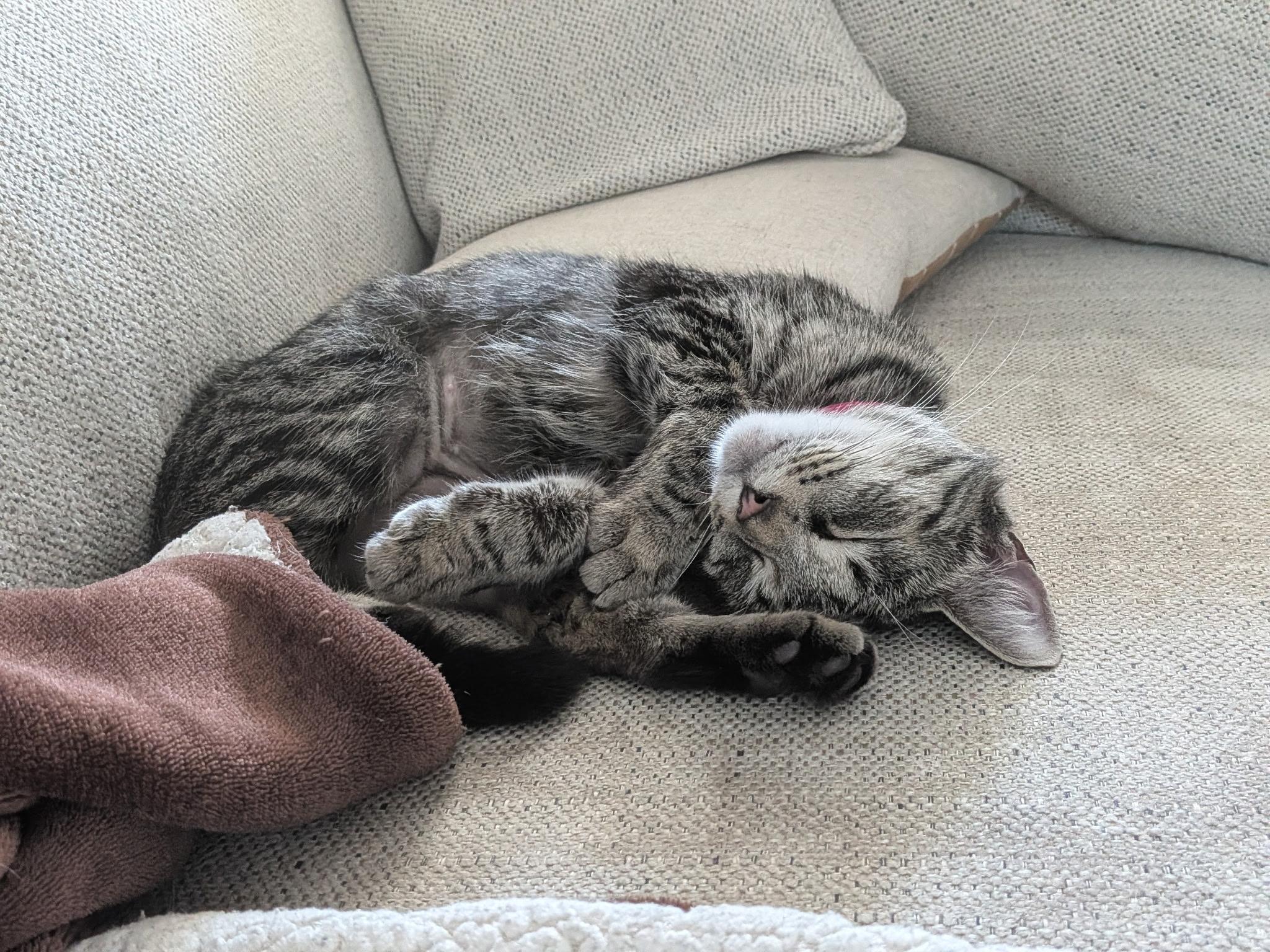 Enlarge Demi, a Adoptable Tabby in Bear, DE image 4/4