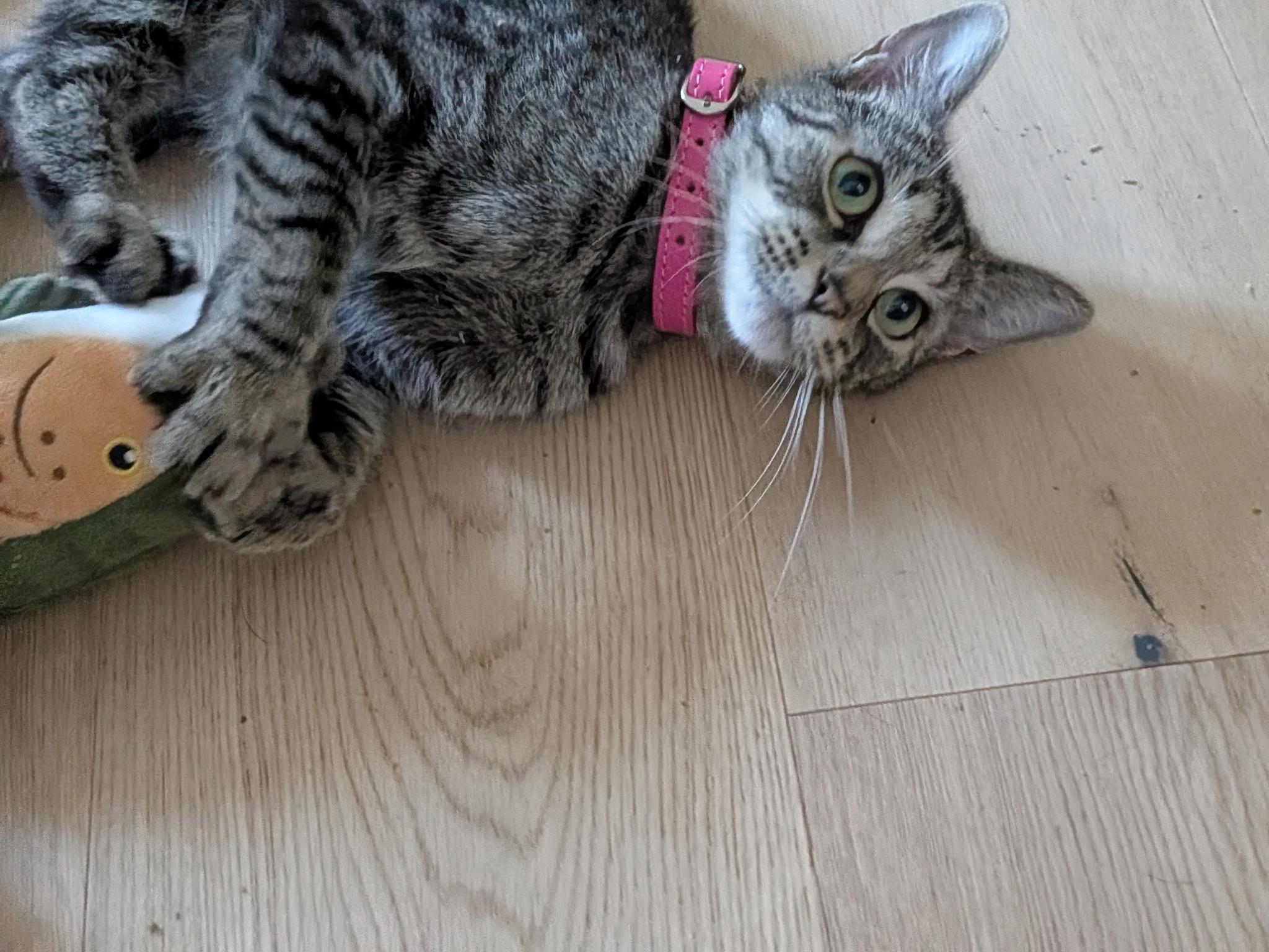 Enlarge Demi, a Adoptable Tabby in Bear, DE image 3/4