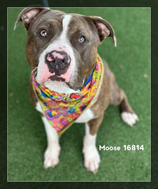 Enlarge MOOSE, a ADOPTABLE Pit Bull Terrier in Marietta, GA image 5/6