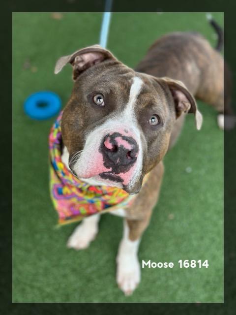 Enlarge MOOSE, a ADOPTABLE Pit Bull Terrier in Marietta, GA image 6/6