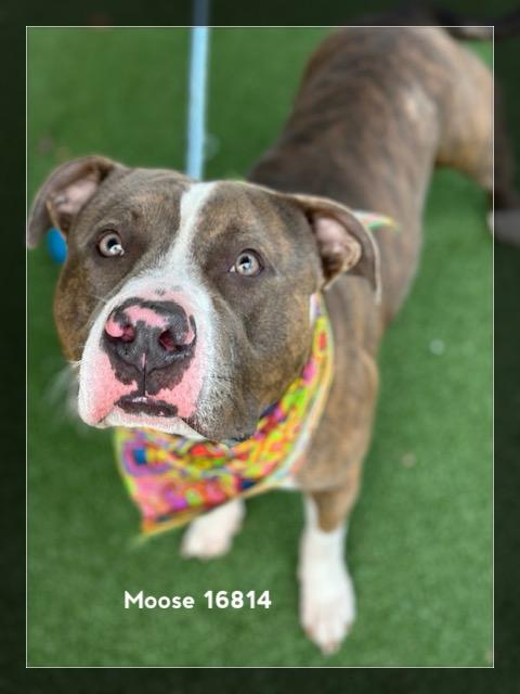 Enlarge MOOSE, a ADOPTABLE Pit Bull Terrier in Marietta, GA image 2/6