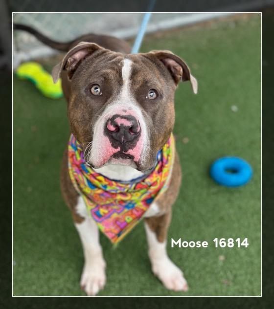 Enlarge MOOSE, a ADOPTABLE Pit Bull Terrier in Marietta, GA image 3/6
