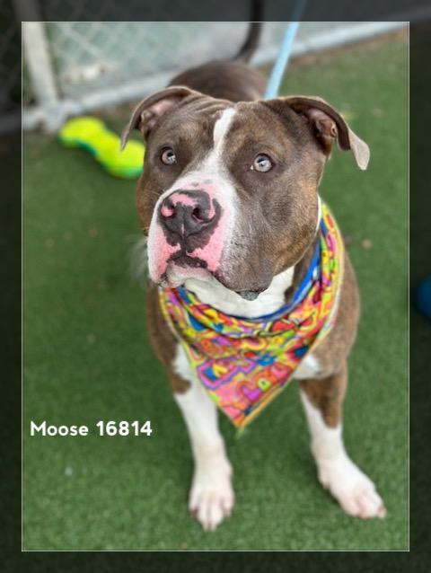 Enlarge MOOSE, a ADOPTABLE Pit Bull Terrier in Marietta, GA image 4/6