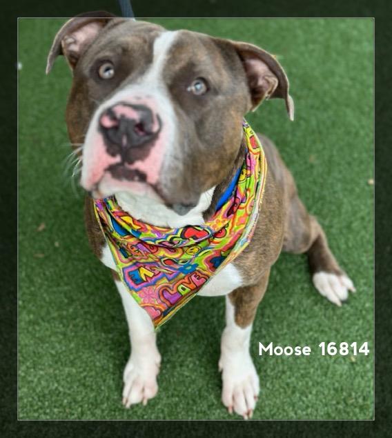 Enlarge MOOSE, a ADOPTABLE Pit Bull Terrier in Marietta, GA image 1/6