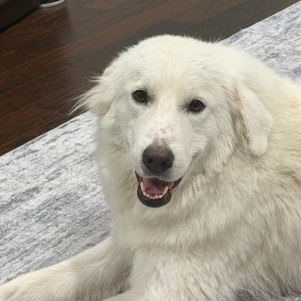 Enlarge Freida, a Adoptable Great Pyrenees in Brooklyn, NY image 2/5