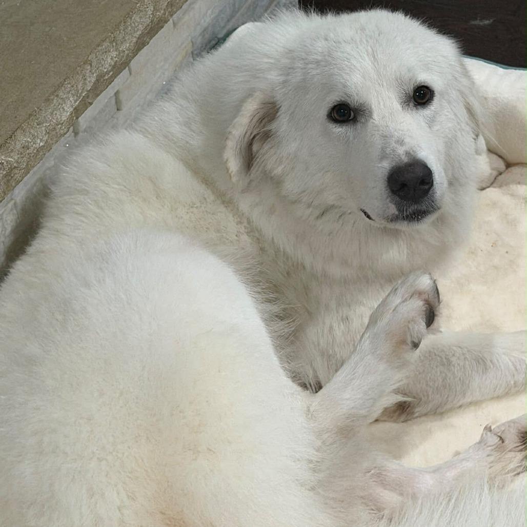 Enlarge Freida, a Adoptable Great Pyrenees in Brooklyn, NY image 3/5