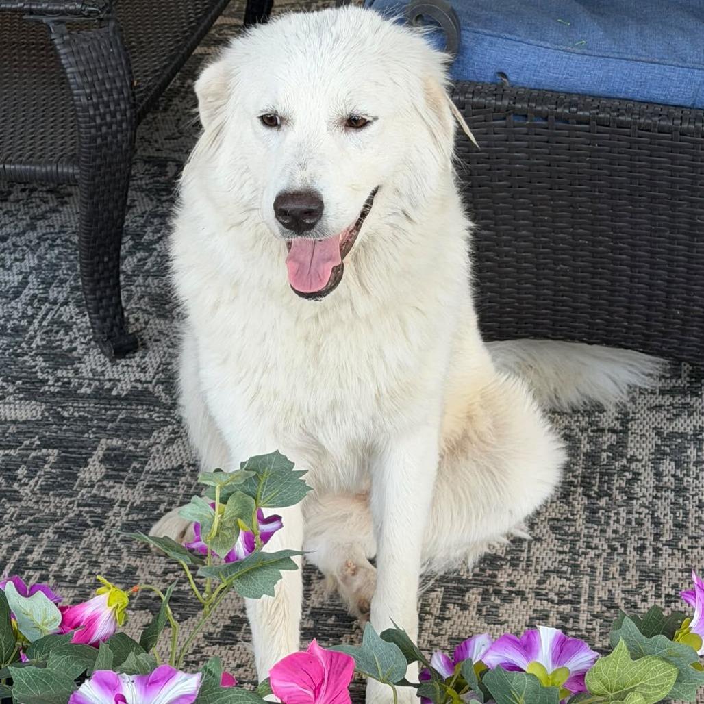 Enlarge Freida, a Adoptable Great Pyrenees in Brooklyn, NY image 4/5