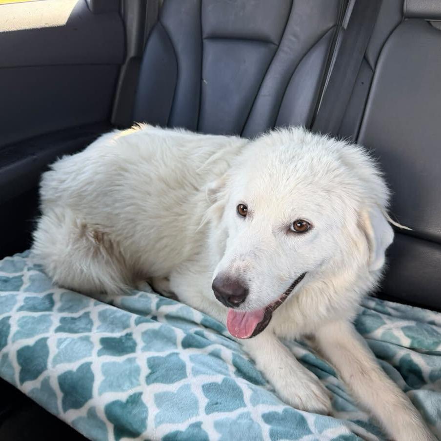Enlarge Freida, a Adoptable Great Pyrenees in Brooklyn, NY image 5/5