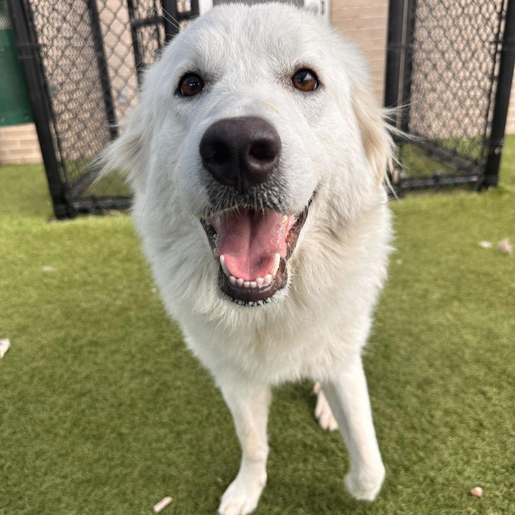 Enlarge Freida, a Adoptable Great Pyrenees in Brooklyn, NY image 1/5