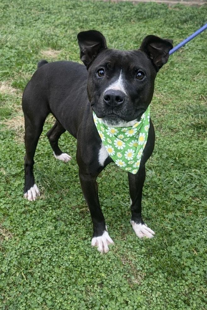 Enlarge Willa May, a Adoptable mixed breed in Dickson, TN image 1/1