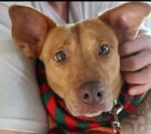 Enlarge Sweetheart, a ADOPTABLE mixed breed in Santa Clara, CA image 3/4