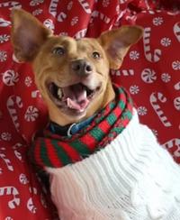 Enlarge Sweetheart, a ADOPTABLE mixed breed in Santa Clara, CA image 1/4