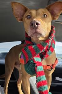 Enlarge Sweetheart, a ADOPTABLE mixed breed in Santa Clara, CA image 2/4