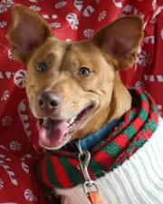 Enlarge Sweetheart, a ADOPTABLE mixed breed in Santa Clara, CA image 4/4