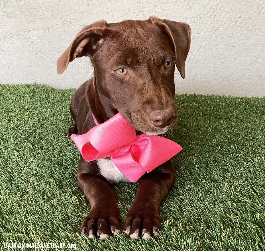 Enlarge Thelma, a Adoptable mixed breed in San Diego, CA image 3/4