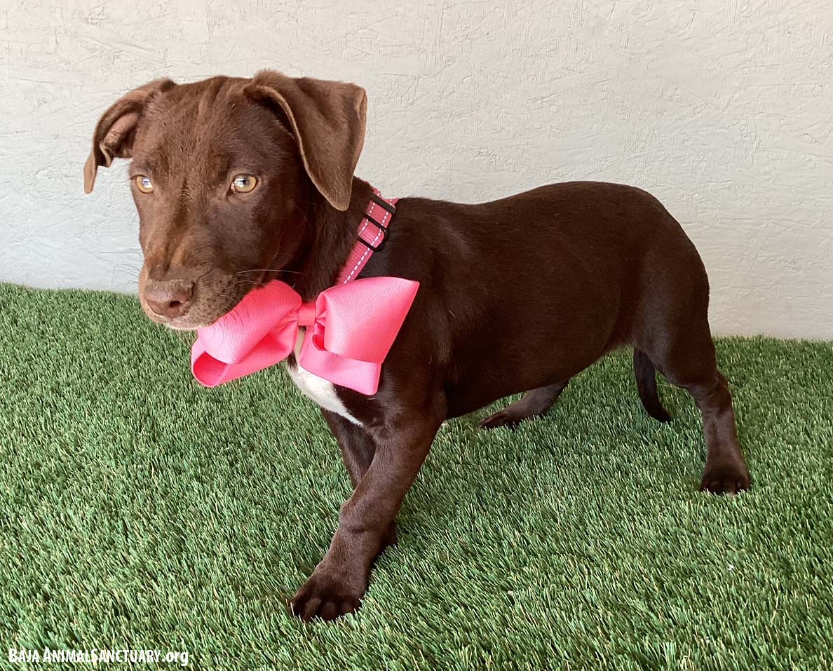 Enlarge Thelma, a Adoptable mixed breed in San Diego, CA image 4/4