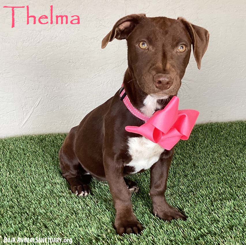 Thelma, Adoptable, Young Female Chocolate Labrador Retriever & Pit Bull Terrier.