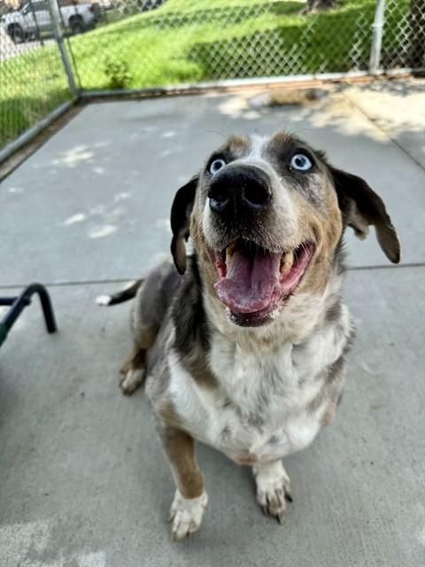 Enlarge JOLLY ROGER, a Adoptable mixed breed in Olathe, KS image 1/1