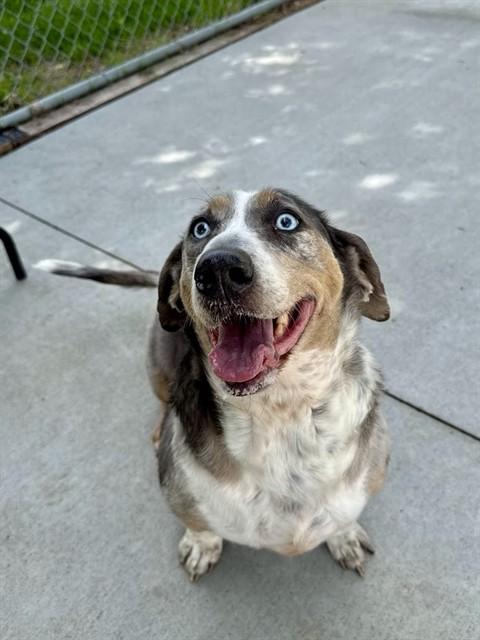 Enlarge JOLLY ROGER, a Adoptable mixed breed in Olathe, KS image 1/1