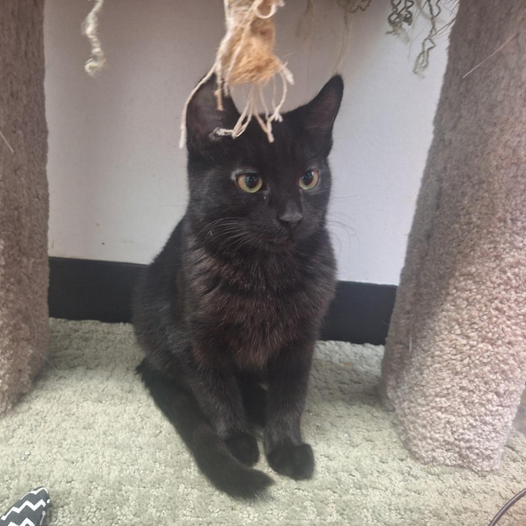 Enlarge Sookie, a Adoptable Domestic Short Hair in Albert Lea, MN image 2/6