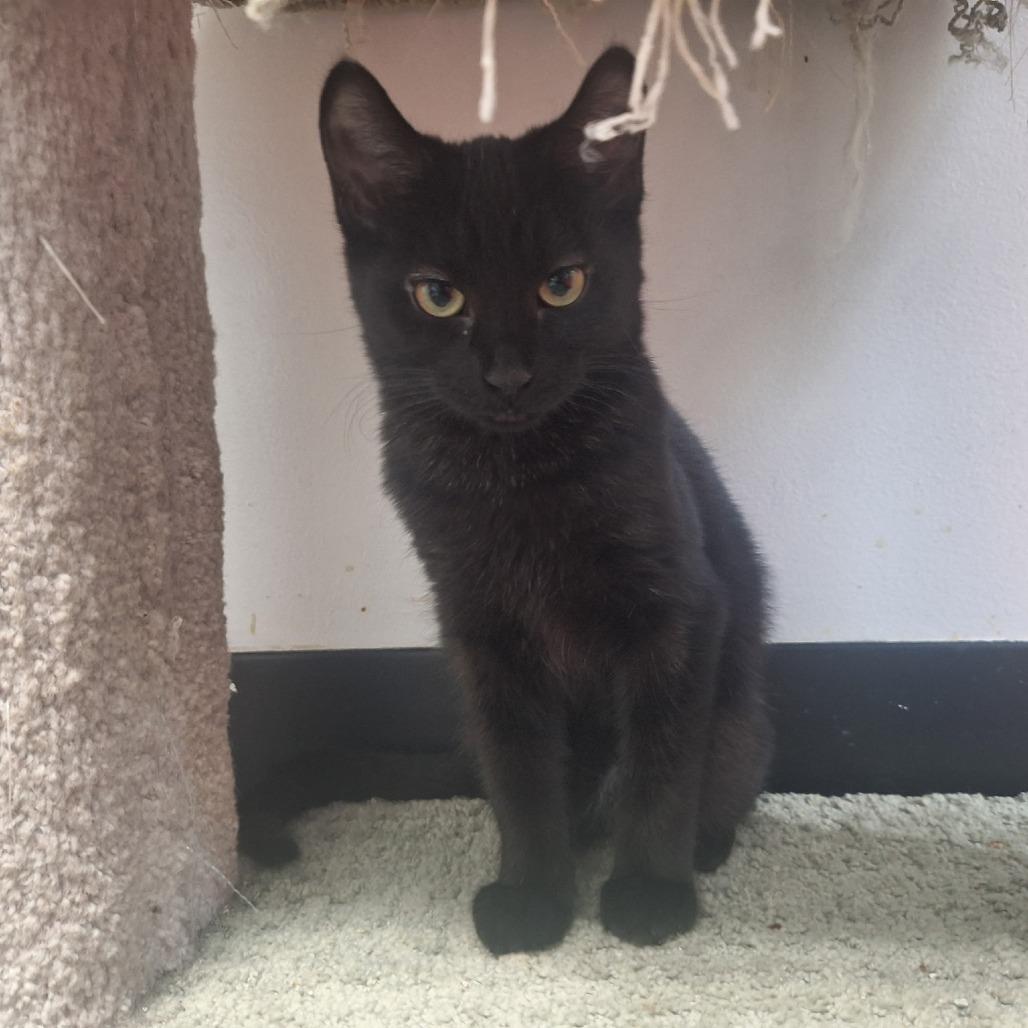 Enlarge Sookie, a Adoptable Domestic Short Hair in Albert Lea, MN image 4/6