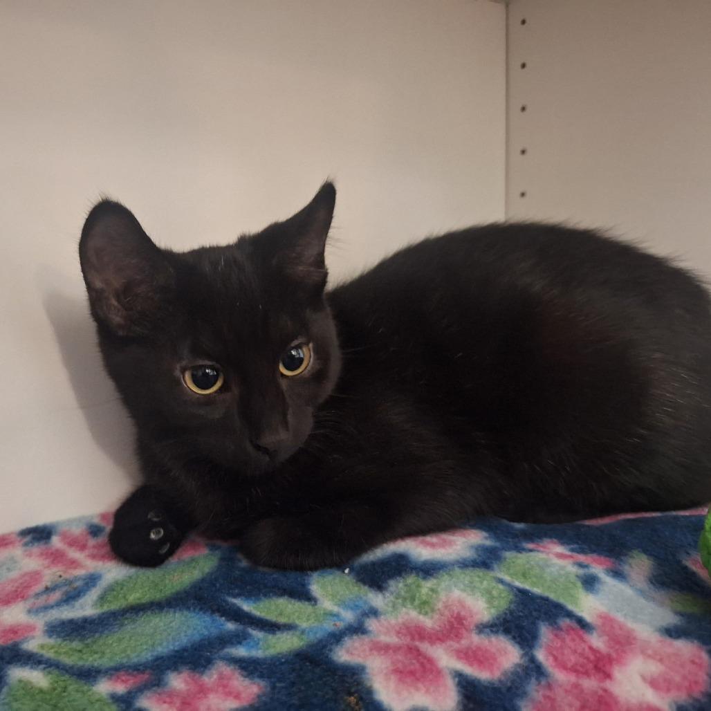 Enlarge Sookie, a Adoptable Domestic Short Hair in Albert Lea, MN image 5/6