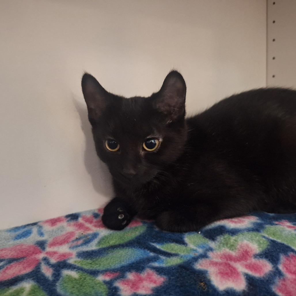 Enlarge Sookie, a Adoptable Domestic Short Hair in Albert Lea, MN image 6/6