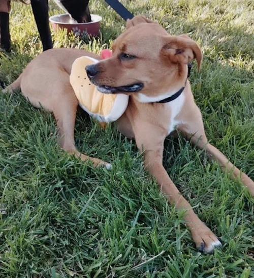 Copper, a ADOPTABLE mixed breed in Santa Clara, CA image 2/3