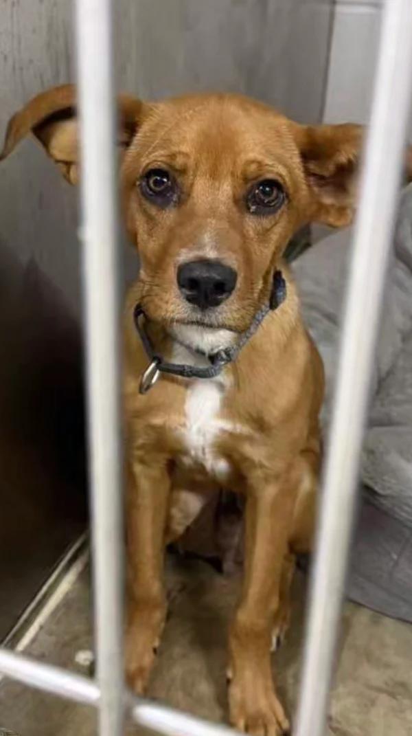 Copper, a ADOPTABLE mixed breed in Santa Clara, CA image 3/3