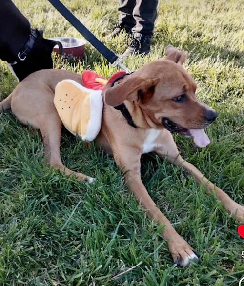 Copper, a ADOPTABLE mixed breed in Santa Clara, CA image 1/3