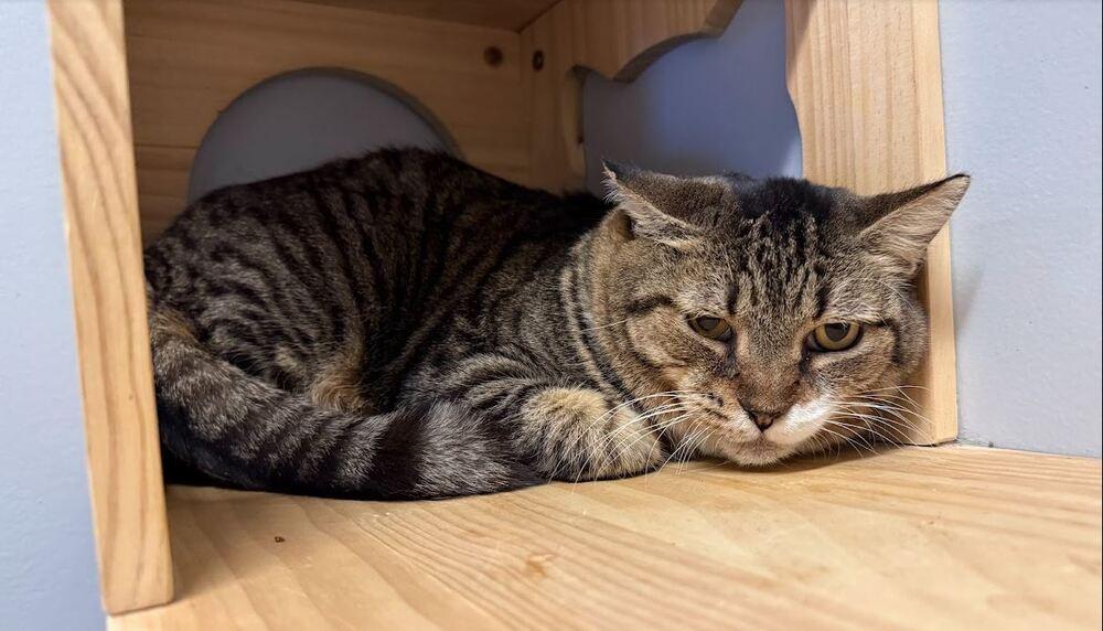 Herbie, Adoptable, Adult Male Domestic Short Hair.