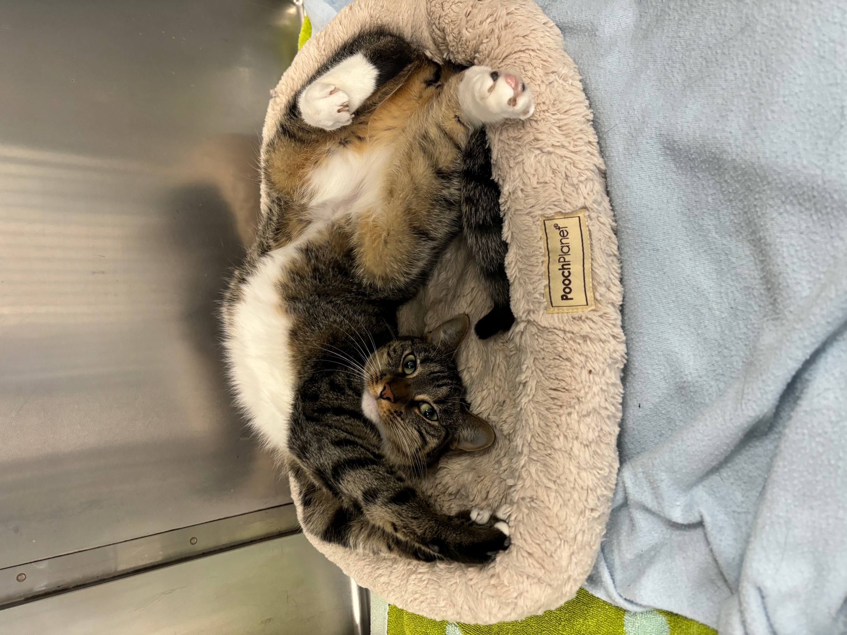 Atia, Adopted, Young Female Domestic Short Hair.