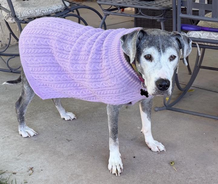 Enlarge Bambi, a Adoptable mixed breed in Albuquerque, NM image 4/6