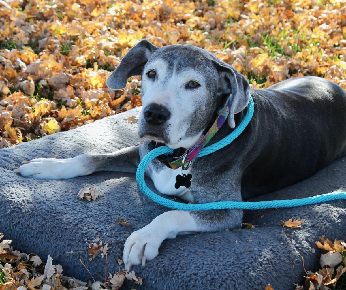 Enlarge Bambi, a Adoptable mixed breed in Albuquerque, NM image 1/6