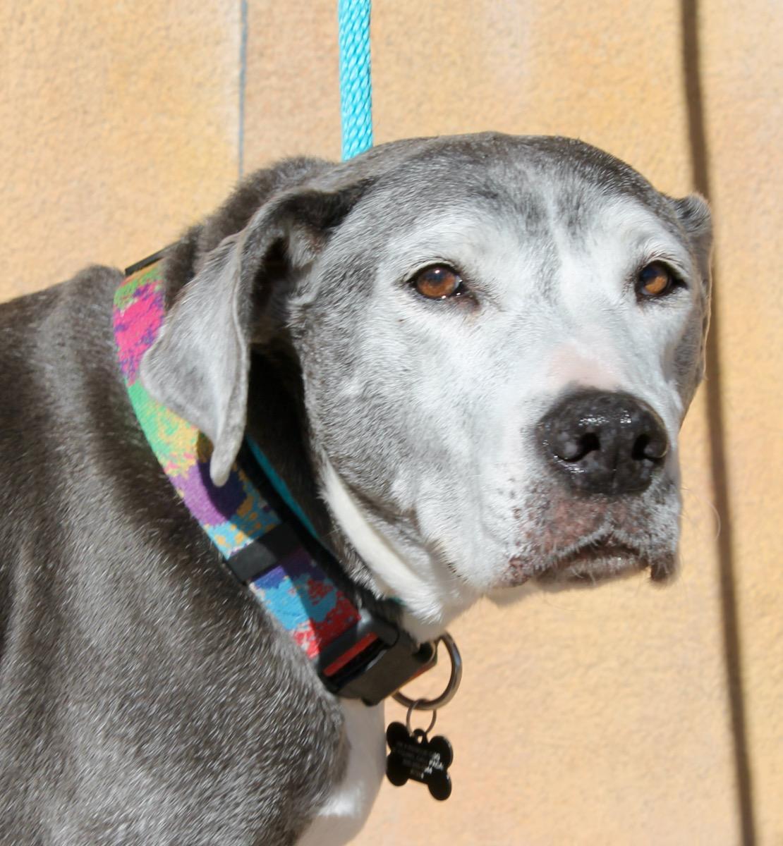 Enlarge Bambi, a Adoptable mixed breed in Albuquerque, NM image 3/6