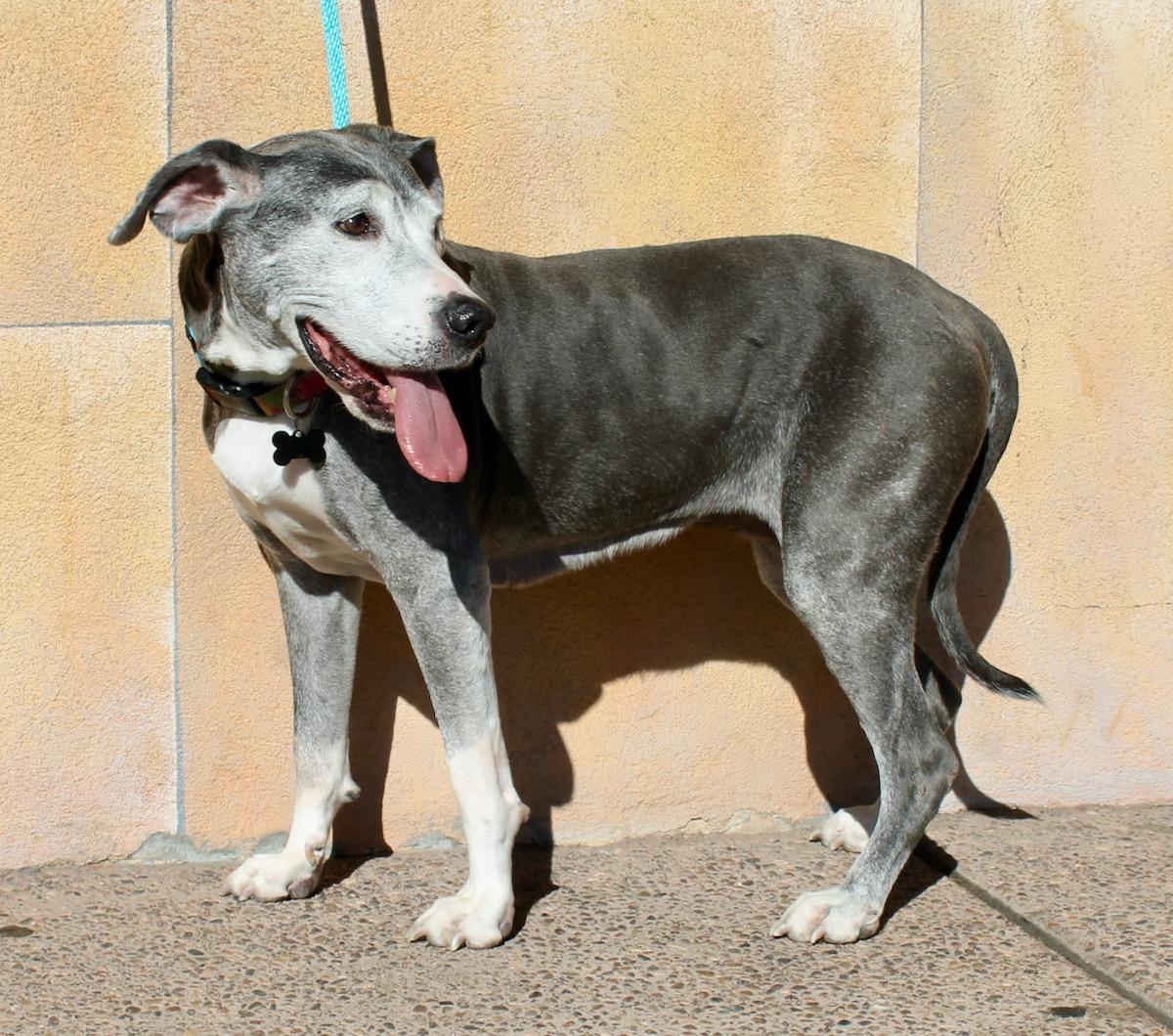 Enlarge Bambi, a Adoptable mixed breed in Albuquerque, NM image 6/6