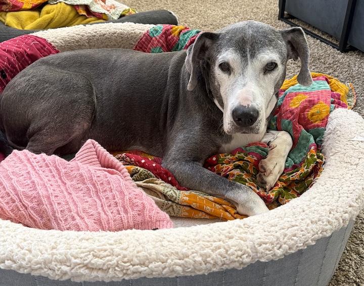 Enlarge Bambi, a Adoptable mixed breed in Albuquerque, NM image 5/6