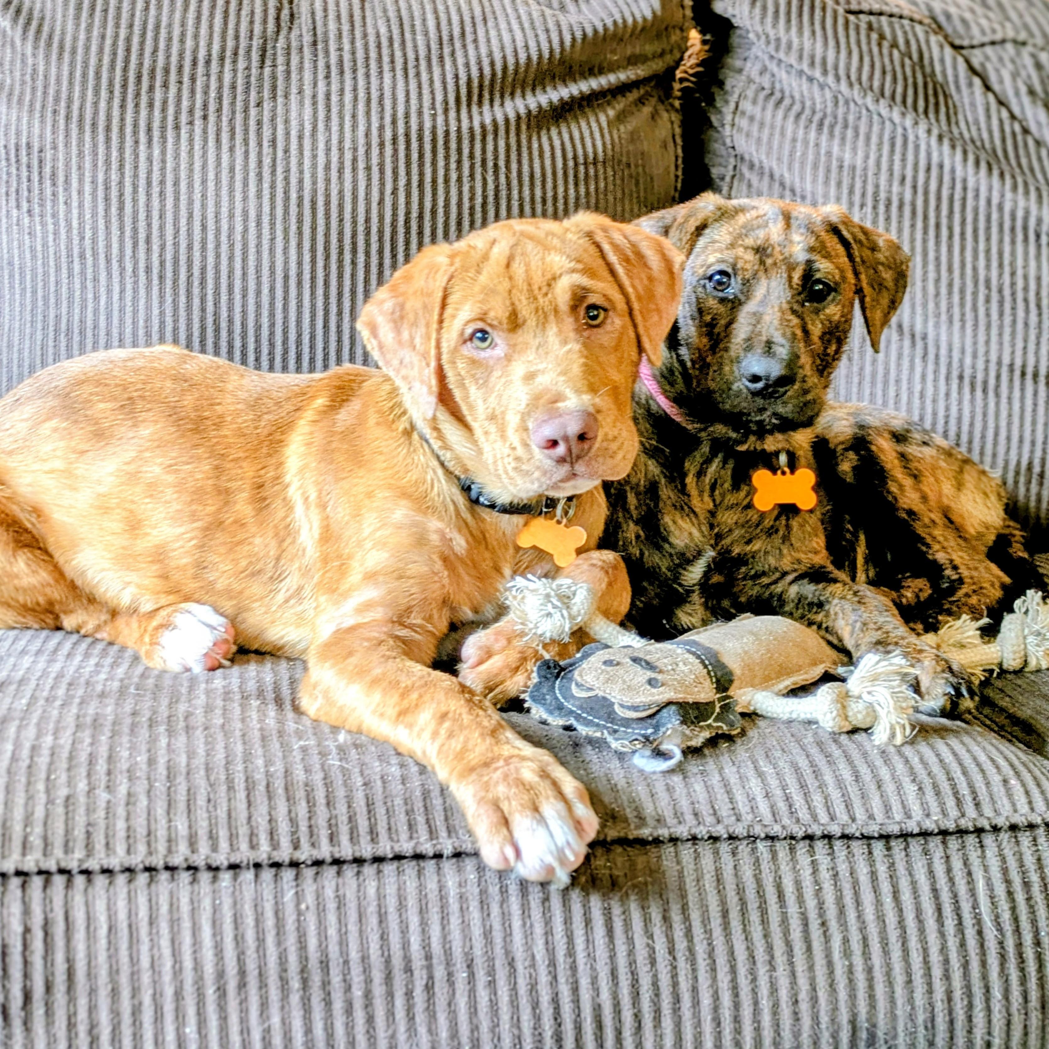 Charlotte, an adopted mixed breed in Normal, IL image 5/5